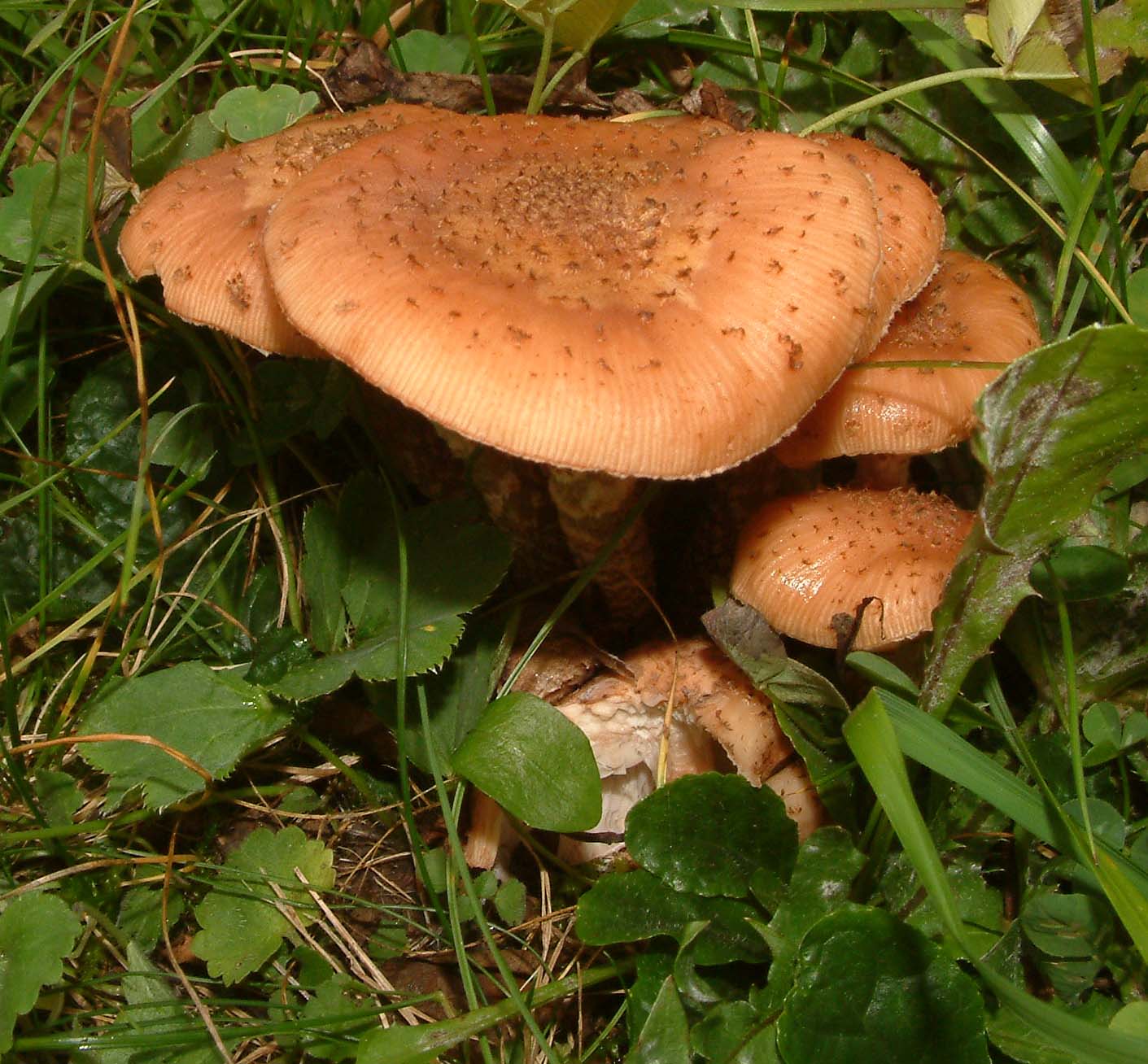 Cosa ha da fare un marinaio in montagna se non....